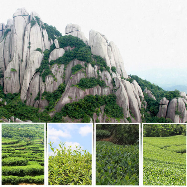 Mao Feng Green Tea-02 200g - Image 4